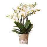 Orchidée Phalaenopsis blanche avec fleurs délicates dans un pot de 12 cm