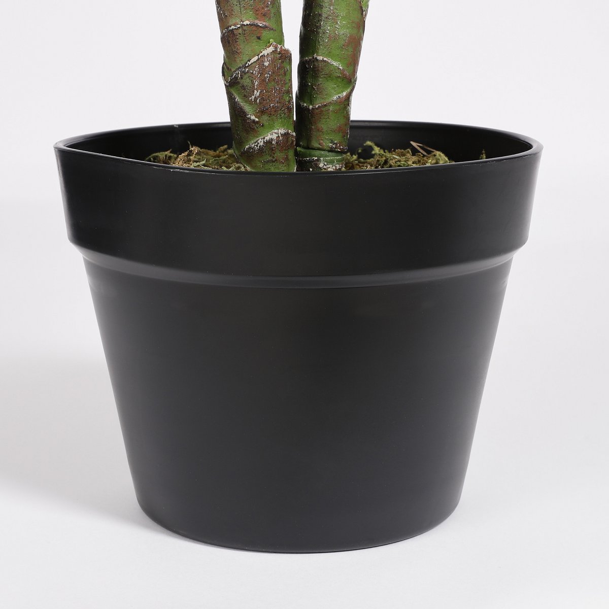 Plante Taro dans son pot noir élégant