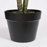 Plante Taro dans son pot noir élégant