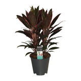 Cordyline Rumba - Ø19cm - ↕55cm