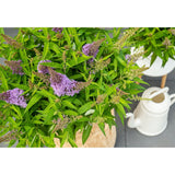 Buddleja Dav. 'Butterfly Candy Little Lila' - Ø19cm - ↕25cm