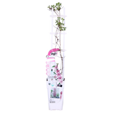 Plante Clematis Giselle rose 15 cm