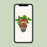 Sinocalyycanthus 'Hartlage Wine'® - Ø19 - ↨30cm