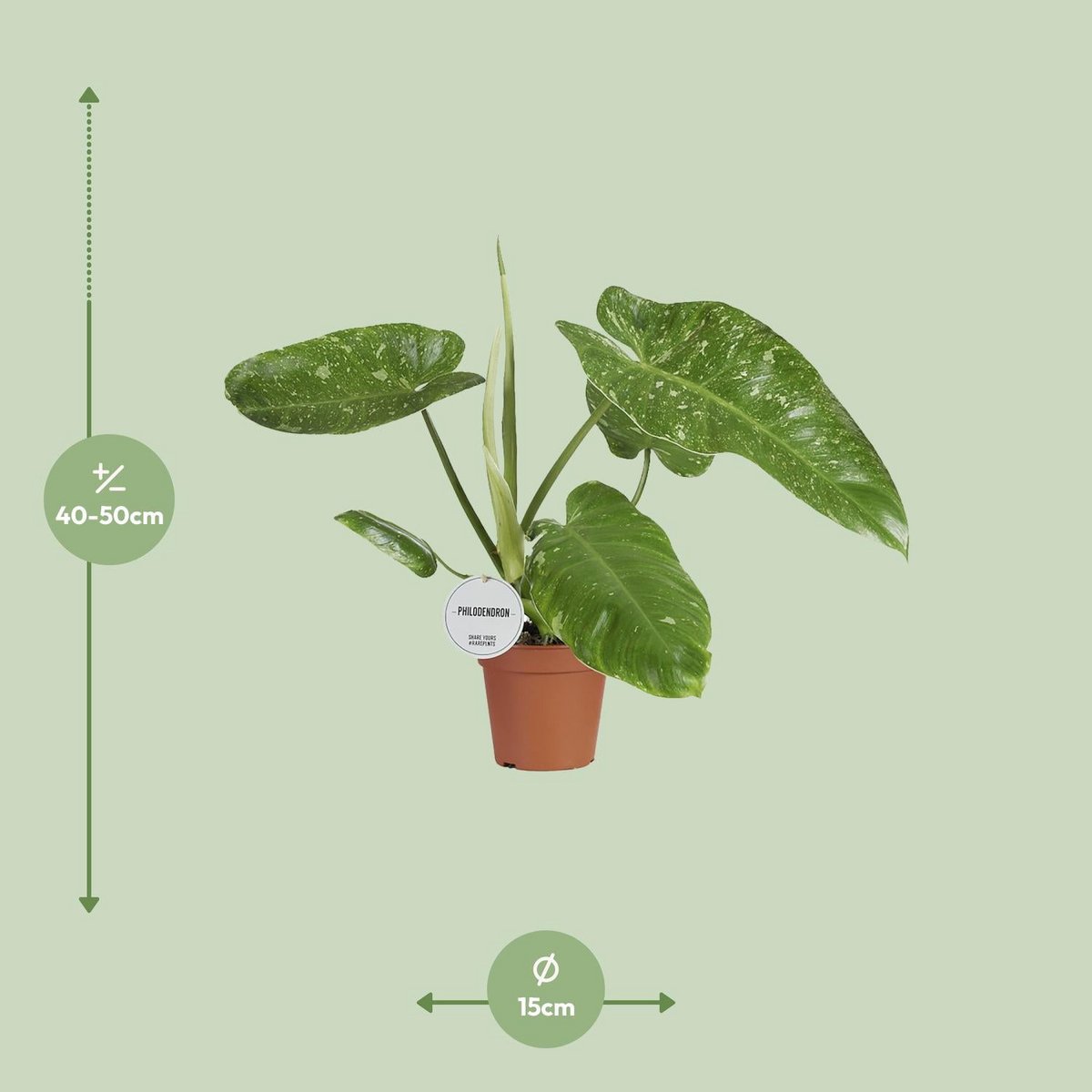 Vue rapprochée des feuilles du Philodendron Jose Buono