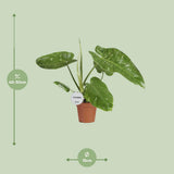 Vue rapprochée des feuilles du Philodendron Jose Buono