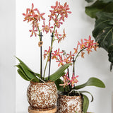 Maison Colibri | Pot Safari - 12 - Ø12cm