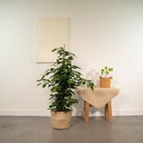 Ficus Benjamina Danielle de 95 cm avec feuillage luxuriant dans un pot Selin