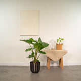 ALOCASIA Portodora - ↨80cm - Ø21cm + Pot May