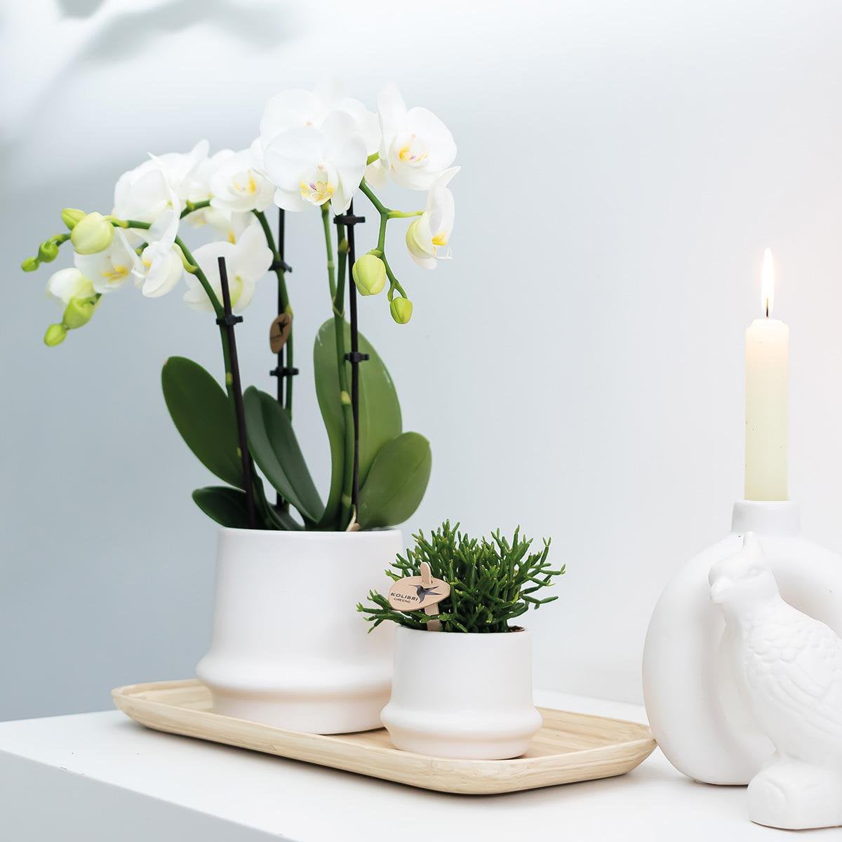 Combi deal de deux orchidées blanches en pot de 9 cm