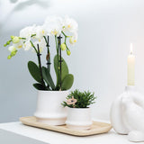 Combi deal de deux orchidées blanches en pot de 9 cm