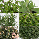 Mélange d'herbes du jardin - 1 pièce - Ø14cm - ↕18cm