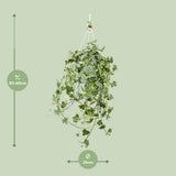 Plante d'intérieur lierre doré Hedera Helix