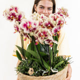 Inlay avec réservoir d'eau et mèches d'arrosage pour orchidées 25 cm