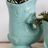 Ensemble orchidée blanche Amabilis et succulent Crassula turquoise