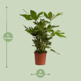 Fatsia japonica - Ø17cm - ↕40cm