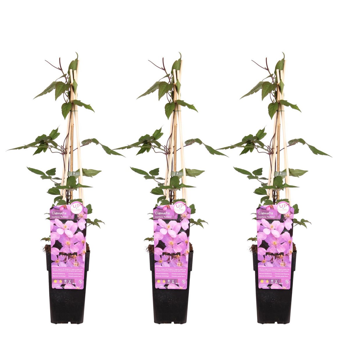 3x - Clematis Montana var. Rubens '- ↨65cm - Ø15