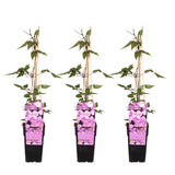 3x - Clematis Montana var. Rubens '- ↨65cm - Ø15