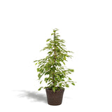 Ficus Benjamina Goldenking 95 cm