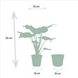 Lot de 2 plantes Alocasia vertes
