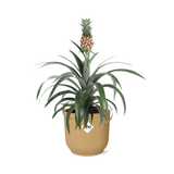 Plante ananas Mon Ami jaune