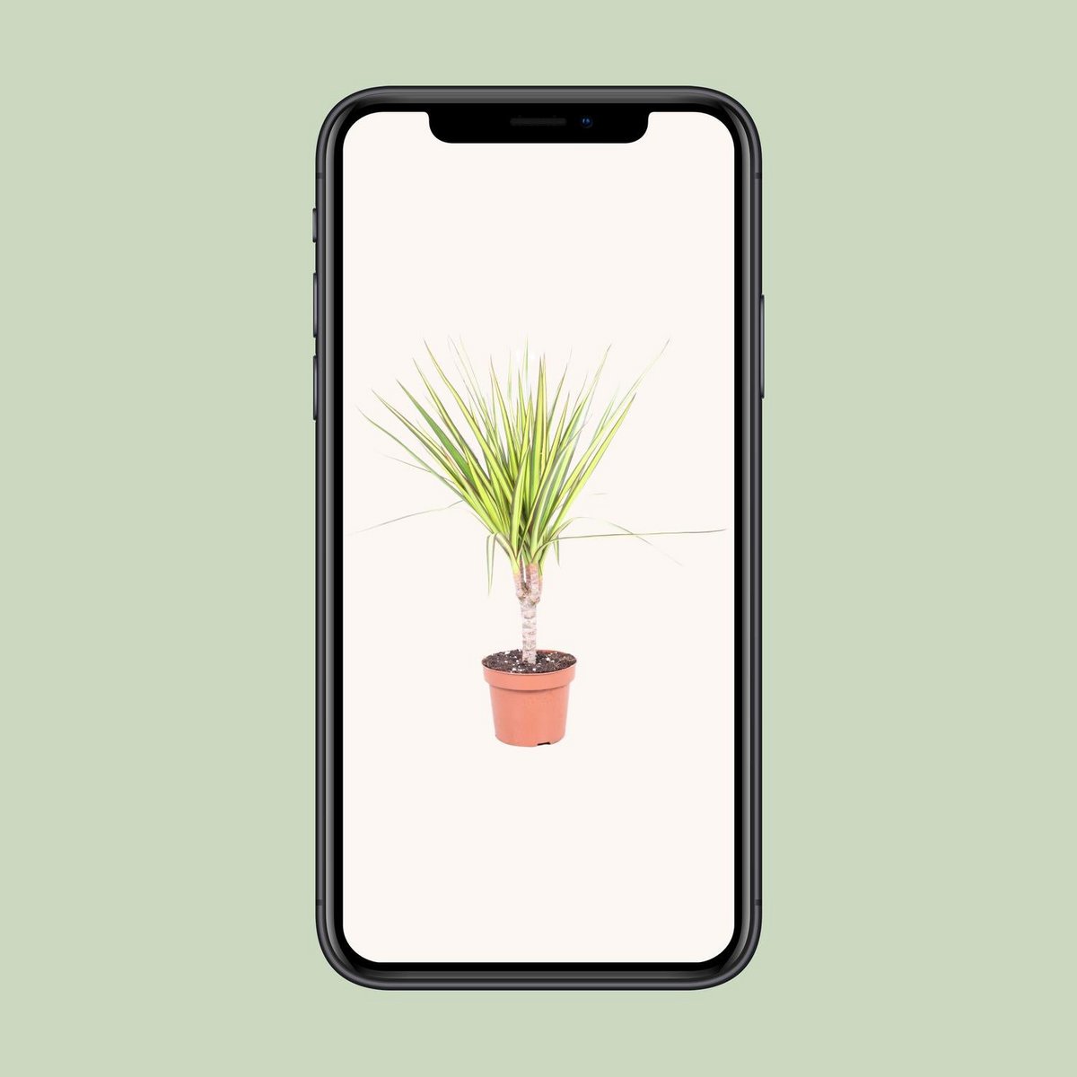 Dracaena Sunray sur un fond lumineux - Élégance naturelle