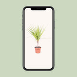 Dracaena Sunray sur un fond lumineux - Élégance naturelle