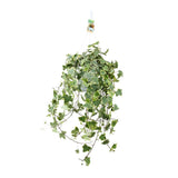Plante d'intérieur lierre doré Hedera Helix