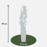 Pyracantha coccinea Red Star - Ø23 cm - 75 cm