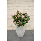 Camellia japonica Bonomiana - Ø29 - ↨90cm