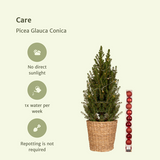 Picea glauca conica - Ø21cm - ↕80cm - rouge - Ø21 - ↨80cm