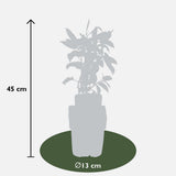 Lot de 3 Actinidia arguta 'Issai' mini-kiwi Ø13 cm