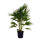 Plante artificielle livistona en pot Ø24 cm hauteur 100 cm
