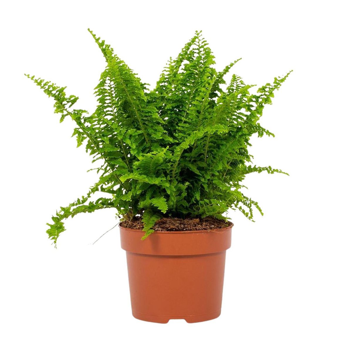 Nephrolepis Vitale 12cm - Ø12cm - ↕23 cm