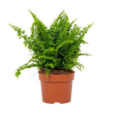 Nephrolepis Vitale 12cm - Ø12cm - ↕23 cm