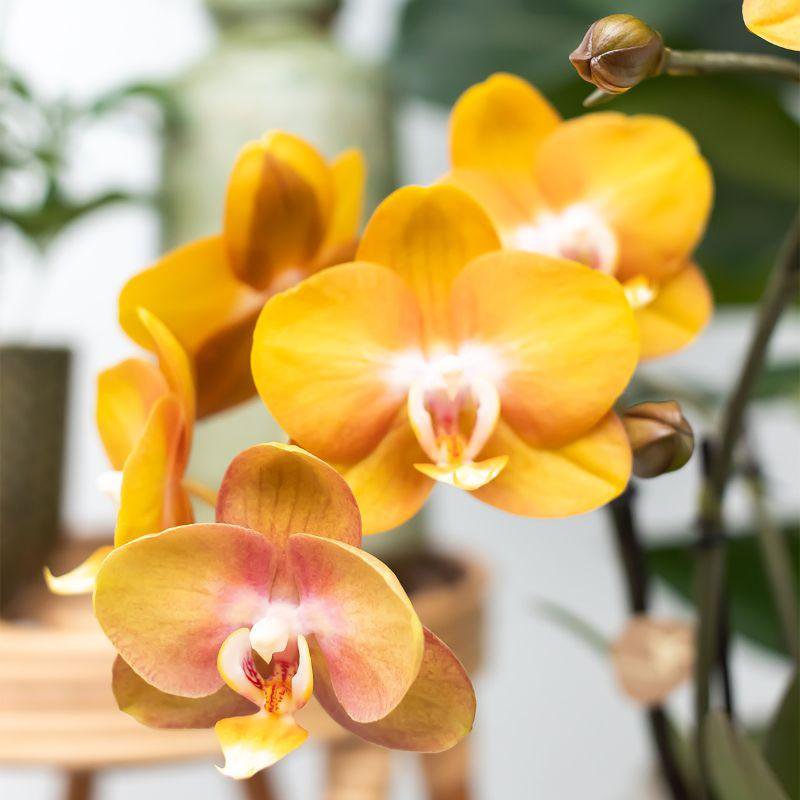 Lot de 3 orchidées oranges Las Vegas en panier en osier 12 cm