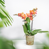 Lot de 4 orchidées Phalaenopsis orange avec pots