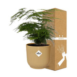 Asparagus setaceus en pot 14 cm elho jaune