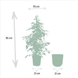 Ficus Benjamina Goldenking avec pot doré