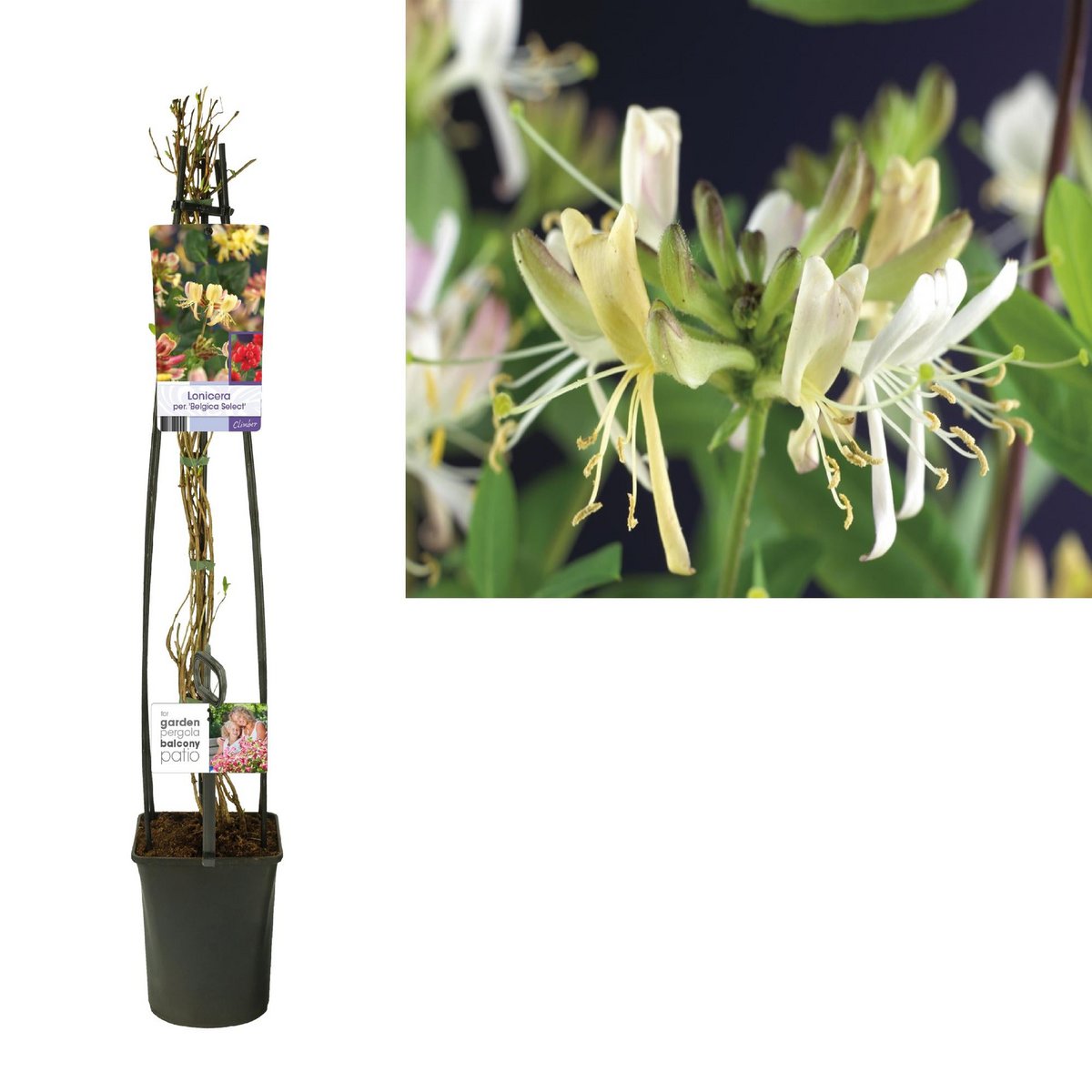Lonicera 'Belge Select' - Plante élégante avec feuillage luxuriant