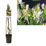 Lonicera 'Belge Select' - Plante élégante avec feuillage luxuriant