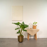 Alocasia Portodora avec pot Mayk doré