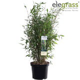 Plante bambou Fargesia murielae hiver noir