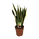 Sansevieria trifasciata laurentii en pot Ø21 cm vert et jaune