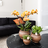 Lot de 4 orchidées Phalaenopsis orange en pot Ø12 cm