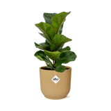 Ficus lyrata Bambino en pot décoratif jaune