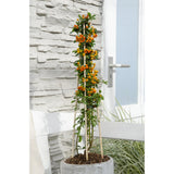 Lot de 3 pyracanthas 'Orange Glow' 65 cm Ø15 cm