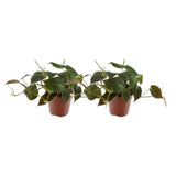 Philodendron grimpant vert en pot Ø12 cm