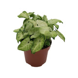 Plante Syngonium blanc Ø13 cm
