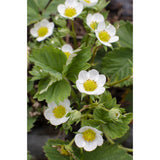 Plante fraisiers Fragaria x ananas Delizzimo