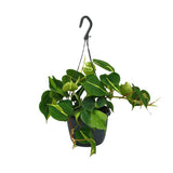 Philodendron Scandens Brésil - Plante d'intérieur élégante avec feuilles vertes